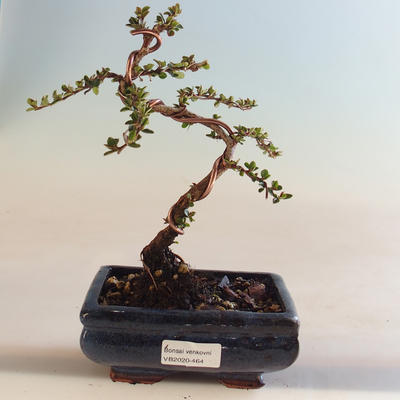 Vonkajšia bonsai-Cotoneaster horizontalis-Skalník VB2020-464 - 1
