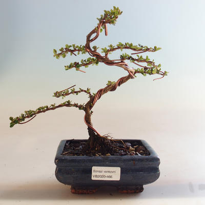 Vonkajšia bonsai-Cotoneaster horizontalis-Skalník VB2020-466 - 1
