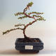 Vonkajšia bonsai-Cotoneaster horizontalis-Skalník VB2020-466 - 1/2