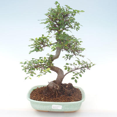 Pokojová bonsai - Ulmus parvifolia - Malolistý jilm PB220467 - 1