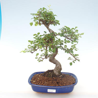 Pokojová bonsai - Ulmus parvifolia - Malolistý jilm PB220468 - 1