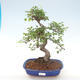 Pokojová bonsai - Ulmus parvifolia - Malolistý jilm PB220468 - 1/3