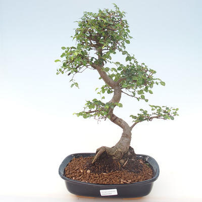 Pokojová bonsai - Ulmus parvifolia - Malolistý jilm PB220469 - 1