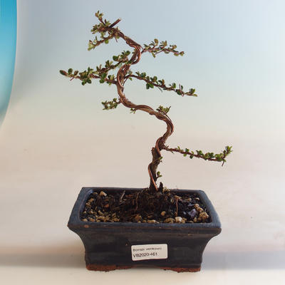 Vonkajšia bonsai-Cotoneaster horizontalis-Skalník VB2020-461 - 1
