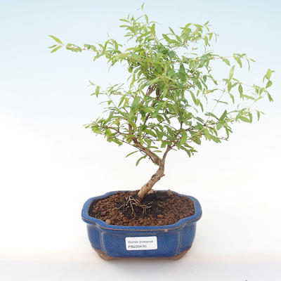 Pokojová bonsai-PUNICA granatum nana-Granátové jablko PB220470 - 1