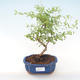 Pokojová bonsai-PUNICA granatum nana-Granátové jablko PB220470 - 1/3