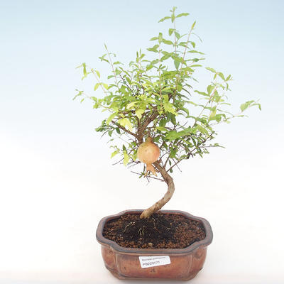 Pokojová bonsai-PUNICA granatum nana-Granátové jablko PB220471 - 1