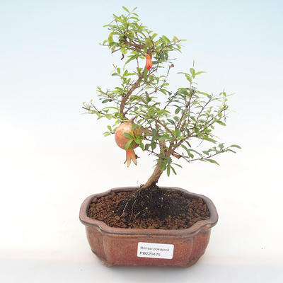 Pokojová bonsai-PUNICA granatum nana-Granátové jablko PB220475 - 1