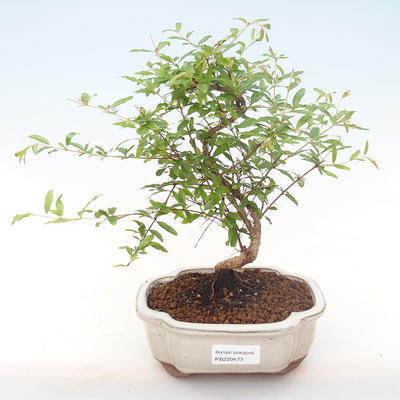 Pokojová bonsai-PUNICA granatum nana-Granátové jablko PB220477 - 1