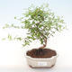 Pokojová bonsai-PUNICA granatum nana-Granátové jablko PB220477 - 1/3