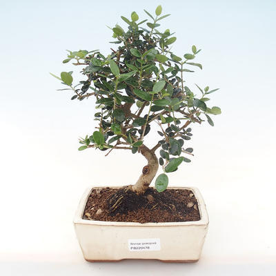 Pokojová bonsai - Olea europaea sylvestris -Oliva evropská drobnolistá PB220478 - 1