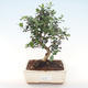 Pokojová bonsai - Olea europaea sylvestris -Oliva evropská drobnolistá PB220478 - 1/5