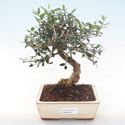 Pokojová bonsai - Olea europaea sylvestris -Oliva evropská drobnolistá PB220479 - 1