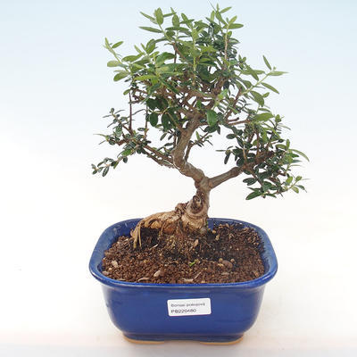 Pokojová bonsai - Olea europaea sylvestris -Oliva evropská drobnolistá PB220480 - 1