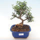 Pokojová bonsai - Olea europaea sylvestris -Oliva evropská drobnolistá PB220480 - 1/5