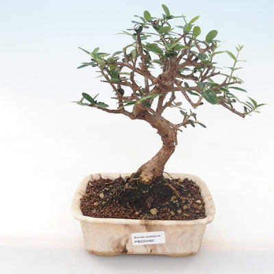 Pokojová bonsai - Olea europaea sylvestris -Oliva evropská drobnolistá PB220482 - 1