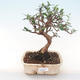 Pokojová bonsai - Olea europaea sylvestris -Oliva evropská drobnolistá PB220482 - 1/5