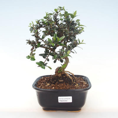 Pokojová bonsai - Olea europaea sylvestris -Oliva evropská drobnolistá PB220483 - 1