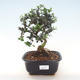 Pokojová bonsai - Olea europaea sylvestris -Oliva evropská drobnolistá PB220483 - 1/5