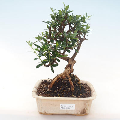 Pokojová bonsai - Olea europaea sylvestris -Oliva evropská drobnolistá PB220484 - 1
