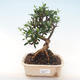 Pokojová bonsai - Olea europaea sylvestris -Oliva evropská drobnolistá PB220484 - 1/5
