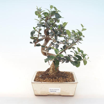 Pokojová bonsai - Olea europaea sylvestris -Oliva evropská drobnolistá PB220485 - 1