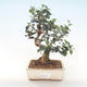 Pokojová bonsai - Olea europaea sylvestris -Oliva evropská drobnolistá PB220485 - 1/5