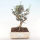 Pokojová bonsai - Olea europaea sylvestris -Oliva evropská drobnolistá PB220486 - 1/5