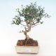 Pokojová bonsai - Olea europaea sylvestris -Oliva evropská drobnolistá PB220487 - 1/5
