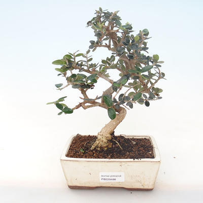Pokojová bonsai - Olea europaea sylvestris -Oliva evropská drobnolistá PB220488 - 1