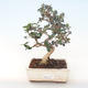 Pokojová bonsai - Olea europaea sylvestris -Oliva evropská drobnolistá PB220488 - 1/5