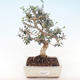 Pokojová bonsai - Olea europaea sylvestris -Oliva evropská drobnolistá PB220489 - 1/5