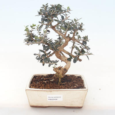 Pokojová bonsai - Olea europaea sylvestris -Oliva evropská drobnolistá PB220490 - 1
