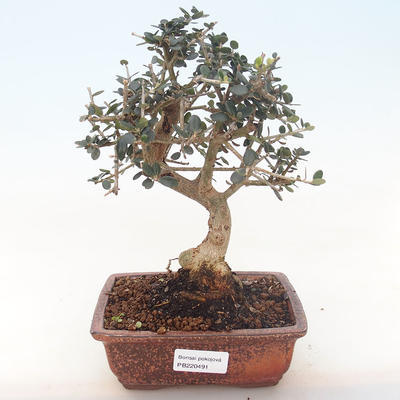 Pokojová bonsai - Olea europaea sylvestris -Oliva evropská drobnolistá PB220491 - 1