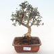 Pokojová bonsai - Olea europaea sylvestris -Oliva evropská drobnolistá PB220491 - 1/5