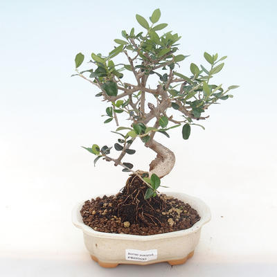 Pokojová bonsai - Olea europaea sylvestris -Oliva evropská drobnolistá PB220493 - 1
