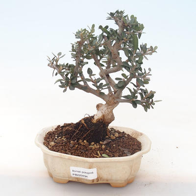 Pokojová bonsai - Olea europaea sylvestris -Oliva evropská drobnolistá PB220494 - 1