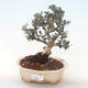 Pokojová bonsai - Olea europaea sylvestris -Oliva evropská drobnolistá PB220494 - 1/5