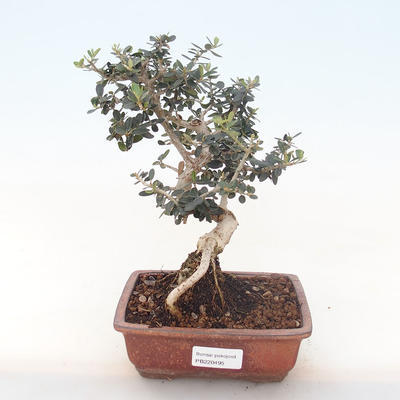 Pokojová bonsai - Olea europaea sylvestris -Oliva evropská drobnolistá PB220495 - 1