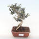 Pokojová bonsai - Olea europaea sylvestris -Oliva evropská drobnolistá PB220495 - 1/5