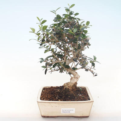 Pokojová bonsai - Olea europaea sylvestris -Oliva evropská drobnolistá PB220496 - 1