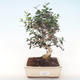 Pokojová bonsai - Olea europaea sylvestris -Oliva evropská drobnolistá PB220496 - 1/5