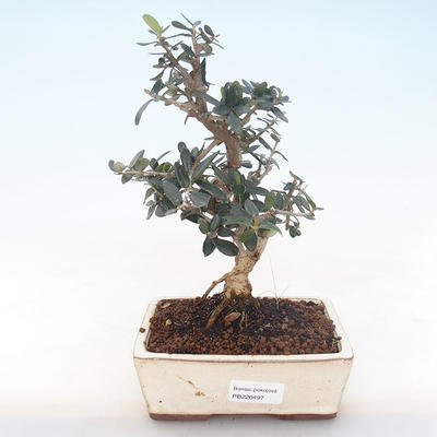 Pokojová bonsai - Olea europaea sylvestris -Oliva evropská drobnolistá PB220497 - 1