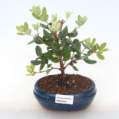 Pokojová bonsai - Metrosideros excelsa - Železnatec ztepilý PB220501 - 1