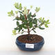 Pokojová bonsai - Metrosideros excelsa - Železnatec ztepilý PB220501 - 1/3