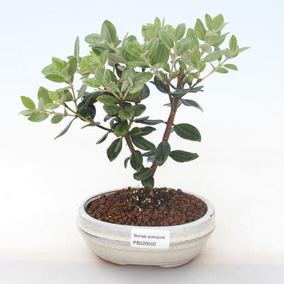 Pokojová bonsai - Metrosideros excelsa - Železnatec ztepilý PB220502 - 1