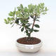 Pokojová bonsai - Metrosideros excelsa - Železnatec ztepilý PB220502 - 1/3