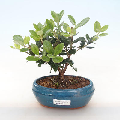 Pokojová bonsai - Metrosideros excelsa - Železnatec ztepilý PB220503 - 1
