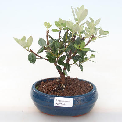 Pokojová bonsai - Metrosideros excelsa - Železnatec ztepilý PB220504 - 1