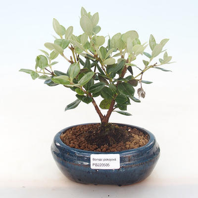 Pokojová bonsai - Metrosideros excelsa - Železnatec ztepilý PB220505 - 1